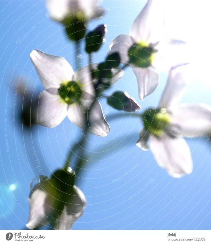 Früüüüühling III Blüte Blume weiß hell-blau Licht Gegenlicht grün Pflanze Wachstum gedeihen Jahreszeiten Frühling Sommer Froschperspektive Natur springen schön