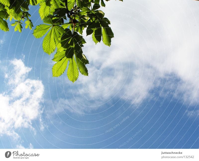 Die unendliche Leichtigkeit des Seins Blatt Baum Kastanienbaum Kastanienblatt Beleuchtung durchscheinend Wolken grün Erholung Frühling sprießen Wachstum Leben