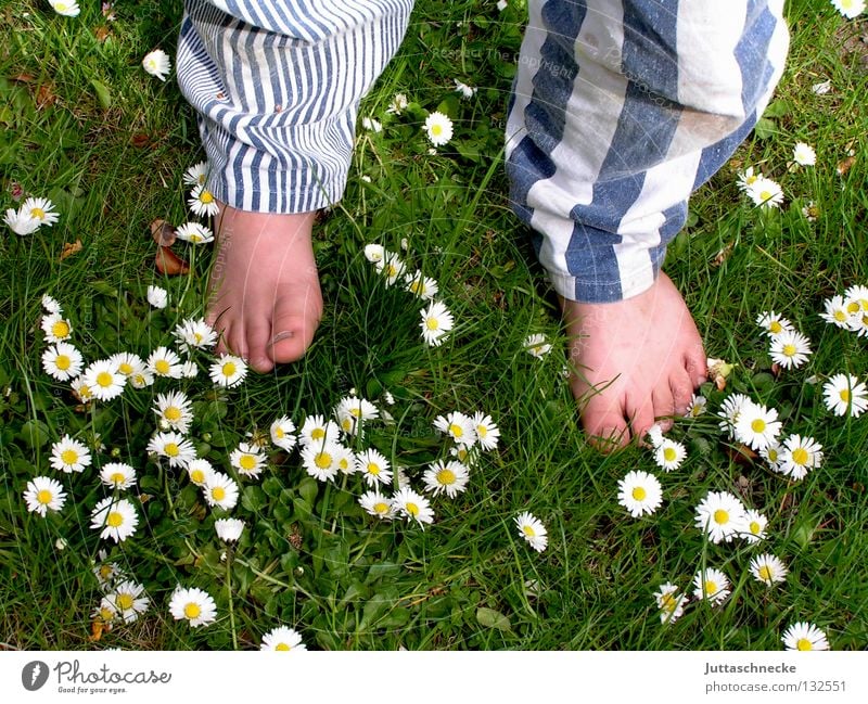 Die Hose bringts! Barfuß Zehen Hosenbeine Streifen gestreift Wiese Gras Gänseblümchen Blume stehen Kinderfuß Gesundheit grün weiß Junge Freude Sommer Fuß Beine
