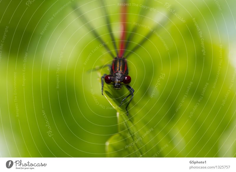 Auf der Lauer Sommer Pflanze Blatt Tier Wildtier Tiergesicht Libelle Insekt 1 Blick sitzen Aggression gold grün rot Jäger Facettenauge Gesicht goldene Linien