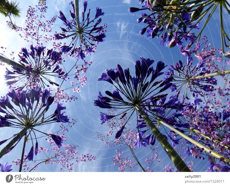 blau... Pflanze Himmel Sommer Schönes Wetter Blume agapanthus schmucklilie leuchten Wachstum ästhetisch groß oben violett Blühend Blüte aufwärts himmelwärts