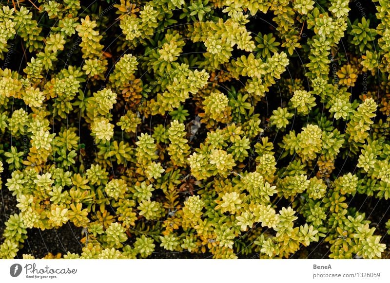 Naturmuster Umwelt Landschaft Pflanze Blume Gras Sträucher Moos Farn Blatt Blüte Grünpflanze Wildpflanze exotisch natürlich schön gelb grün Vergänglichkeit