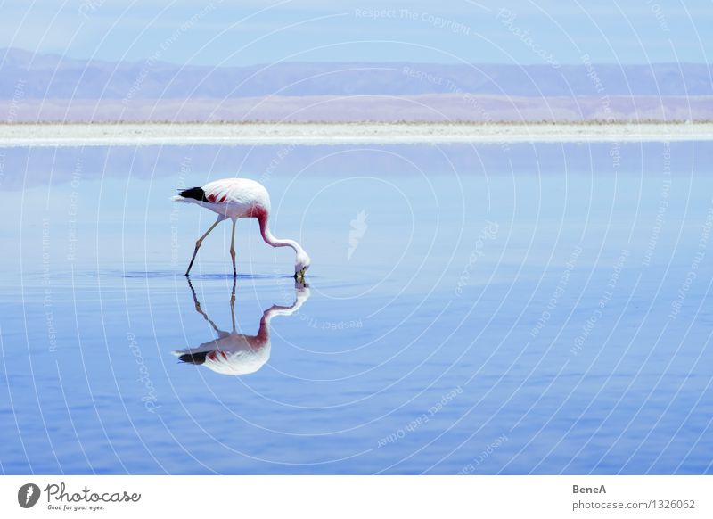 Flamenco Umwelt Natur Landschaft Tier Wasser Himmel Wolkenloser Himmel Seeufer Salzsee Wüste Oase Anden Chile Argentinien Menschenleer Wildtier Vogel Flamingo 1