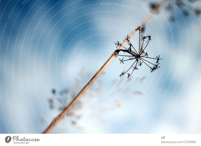 trockener Stern Umwelt Natur Pflanze Urelemente Luft Himmel Klima Schönes Wetter Blume Wildpflanze Garten Park Wiese Feld schön einzigartig natürlich Sauberkeit