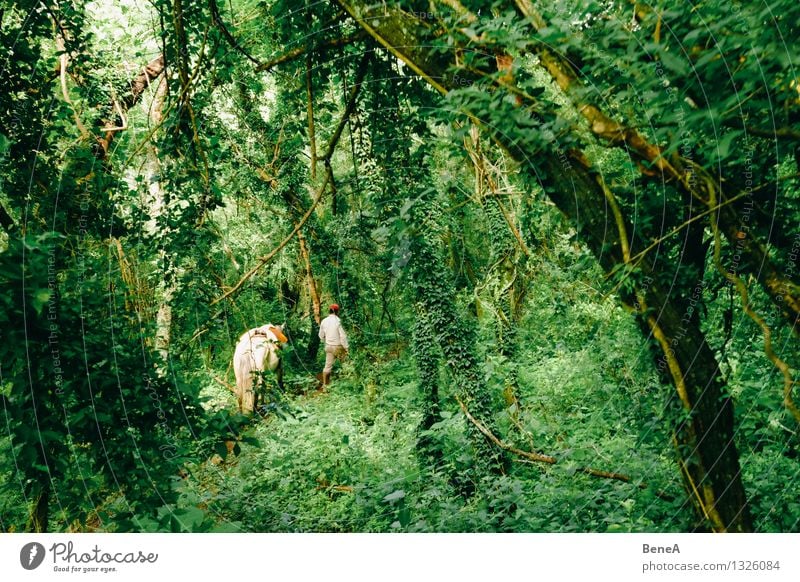 Gaucho Reiten Ausritt Ausflug wandern Landwirtschaft Forstwirtschaft Mensch maskulin 1 Umwelt Natur Landschaft Pflanze Tier Baum Grünpflanze Wald Urwald