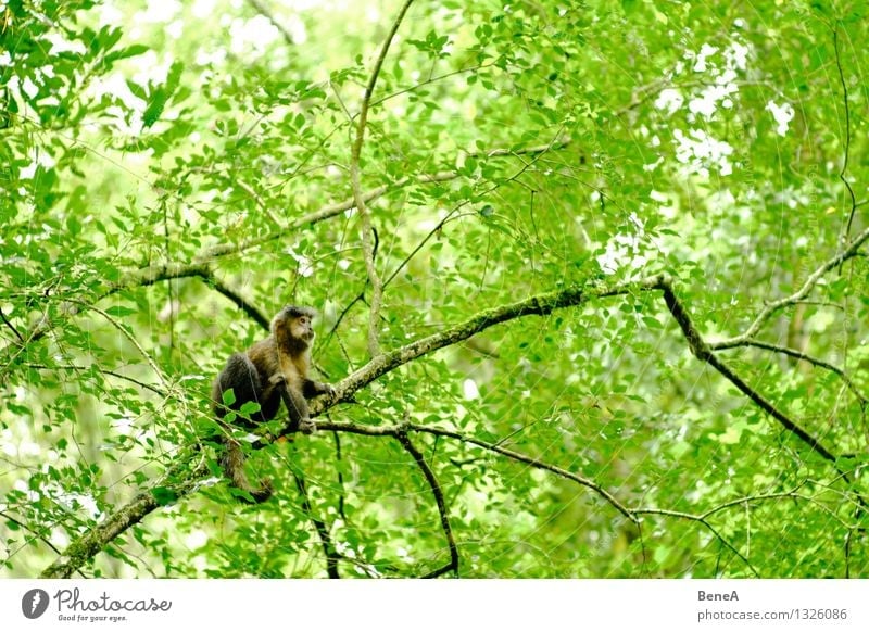 Affe Umwelt Natur Pflanze Tier Baum Grünpflanze Wildpflanze exotisch Wald Urwald Nationalpark Argentinien Südamerika Wildtier Tiergesicht Affen Kapuzineraffen 1