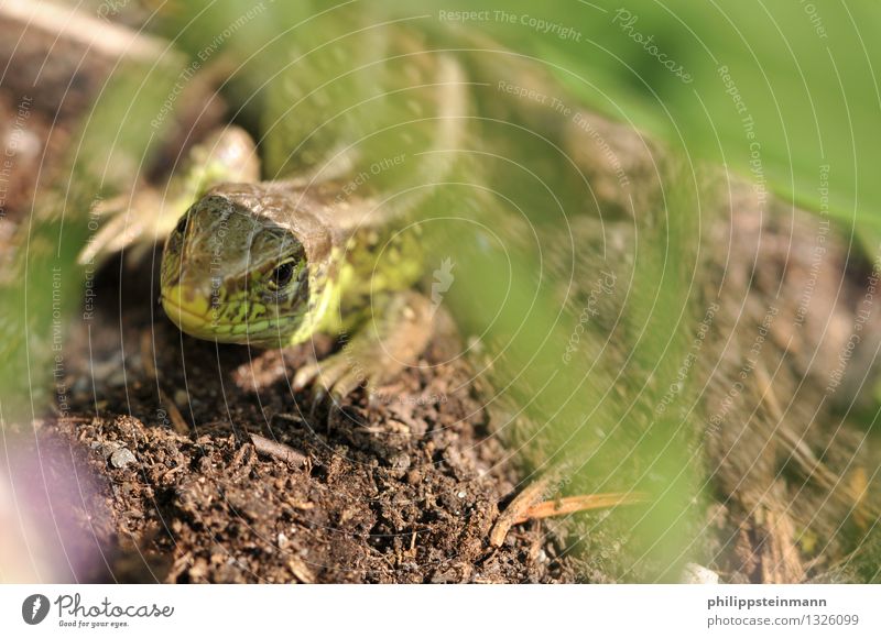 Eidechsen Im Garten / Tierbehausungen So Kommt Leben In