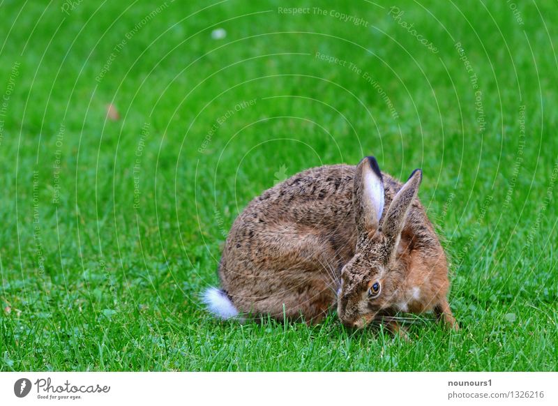 Feldhase Tier Wildtier Fell Hase & Kaninchen 1 Fressen sitzen nagetier aussterben bedrohlich gras hoppeln löffel niederwild Farbfoto Außenaufnahme
