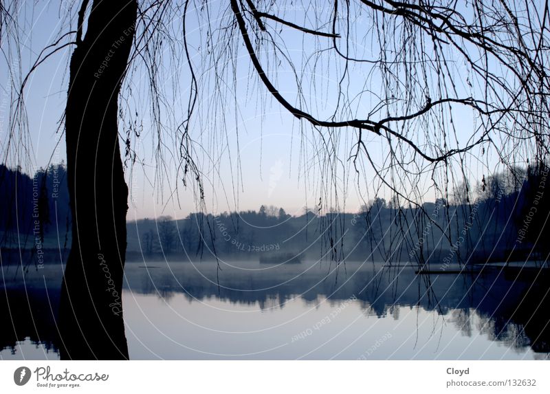Ruhe des Wassers Teich ungestört See Baum Gegenlicht ruhig Frieden Morgen Spiegel Spiegelbild Verlauf Einsamkeit Ast Linie Silhouette blau Insel Natur