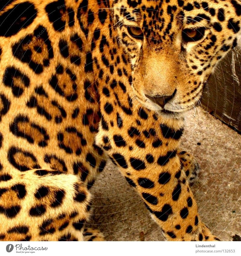 Wohl ein Leopard Fell Katze Muster Tier schön Säugetier sitzen Tiergesicht Tierporträt Anschnitt Bildausschnitt Nahaufnahme Schnauze