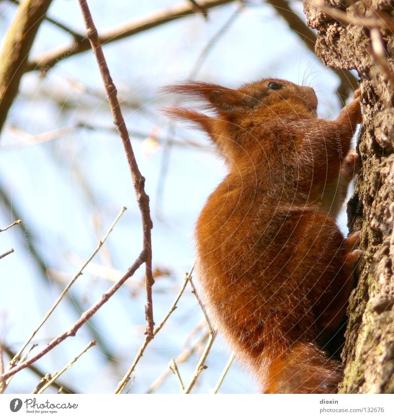Schwanz ab ! Eichhörnchen Eiche Nagetiere Säugetier Fell buschig Knopfauge Ernährung Wald Haare & Frisuren Pinsel süß niedlich braun Pfote Frühling Baum