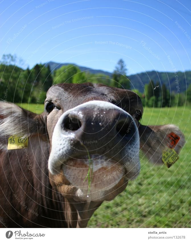 gummischnauze Kuh grün Schnauze Allgäu wandern Erholung Wiese Halm Neugier Landwirtschaft Vieh Bauernhof Sommer Säugetier blau Schönes Wetter Maul Weide