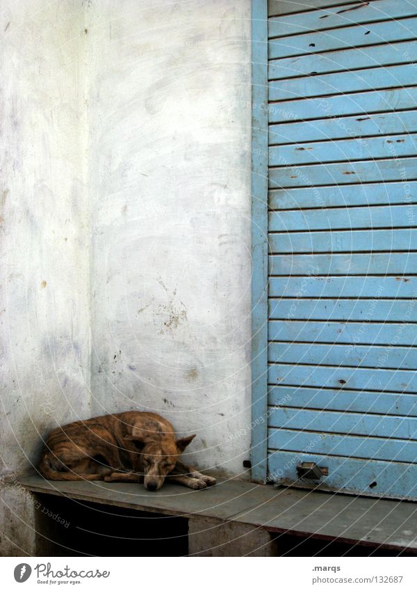 Pause schlafen Siesta Halbschlaf zurückziehen Hund Tier Haustier Mischling Wand weiß Udaipur Indien Sommer Säugetier liegen abliegen Müdigkeit bequem Erholung