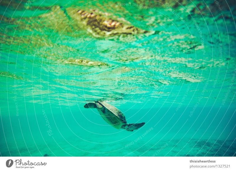 ... und wieder abtauchen! Schwimmen & Baden Tier Wasser Meer Karibisches Meer Karibik Amerika Wildtier Schildkröte Wasserschildkröte Schildkrötenpanzer