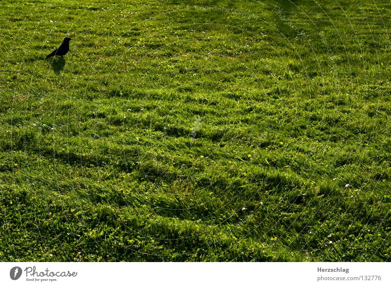 Das Minimale Maximum II sehr wenige grün Vogel Frühling Wiese Rechteck schwarz sehr viele Gedanke frisch Gras mehr frei Erde