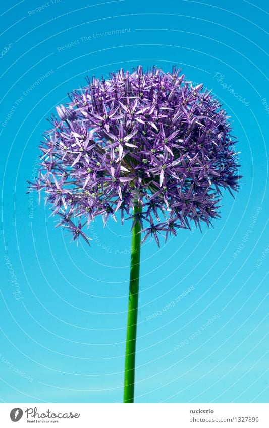 Riesenlauch, Allium, giganteum, Natur Pflanze Blüte Blühend frei blau violett Porree Giant Allium giant Riesenkugellauch Himalaja-Riesenlauch Zwiebel Knolle