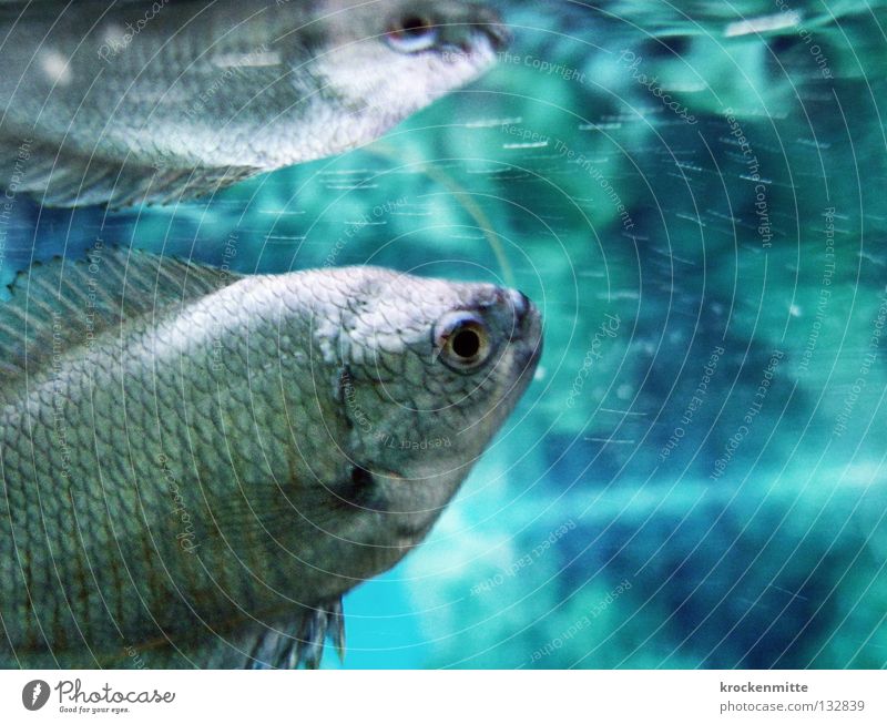 Kennen wir uns? Aquarium Unterwasseraufnahme tauchen Wasseroberfläche Reflexion & Spiegelung Spiegelbild Kieme Fisch blau Schwimmhilfe Scheune Doppelgänger