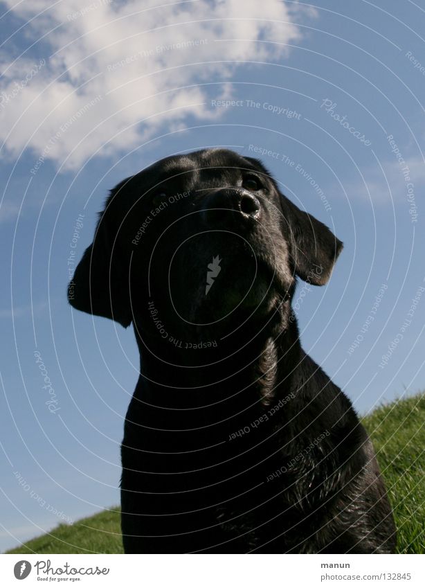 Erhaben Wolken Wiese grün schwarz Hund Labrador Sommer erhaben majestätisch ruhig Gelassenheit Ausdauer Vertrauen Tier Säugetier Himmel Himmelsblau