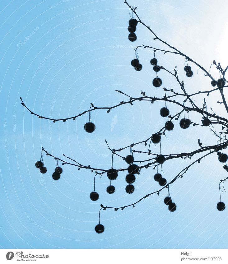 Zweige einer Platane mit hängenden Samenkugeln vor blauem Himmel groß Macht stachelig Quaste aufhängen Park himmelblau Licht Sonne Frühling April rund lang dünn