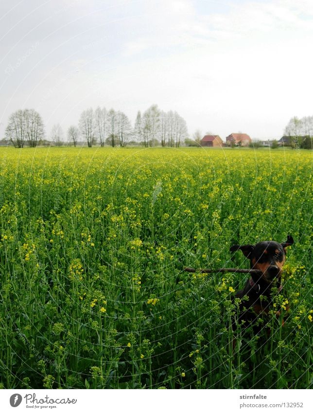 Frühlingsgefühle Hund Raps Feld Rapsfeld Horizont Himmel Stock springen grün Blühend Spielen toben Blüte apportieren Bewegung Erneuerbare Energie Elektrizität