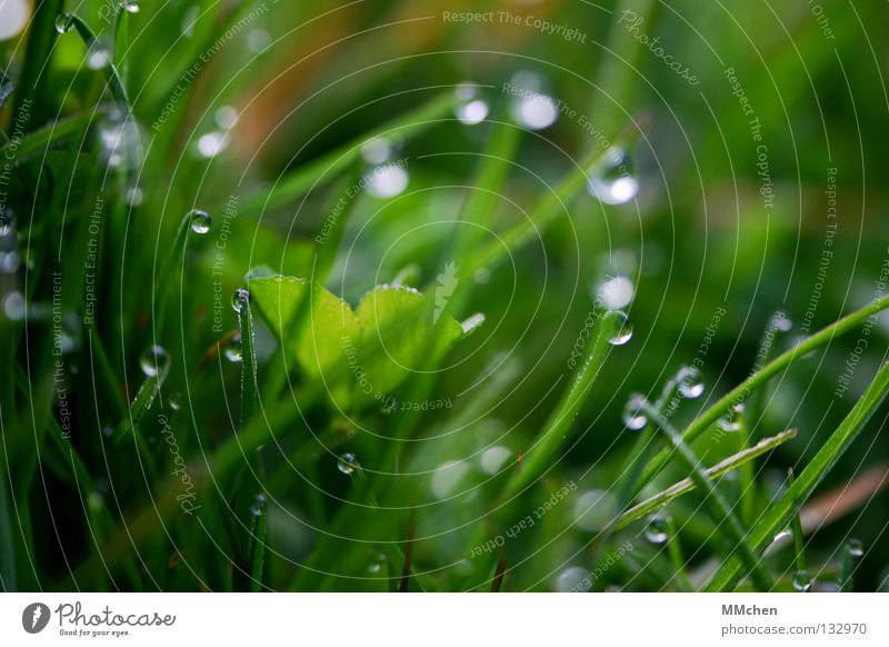 PerlenTropfen Morgen Tau Wiese Gras Halm Pflanze feucht nass Leben aufwachen Frühling Unschärfe Photosynthese Rasen Natur Wassertropfen Lebenselexier