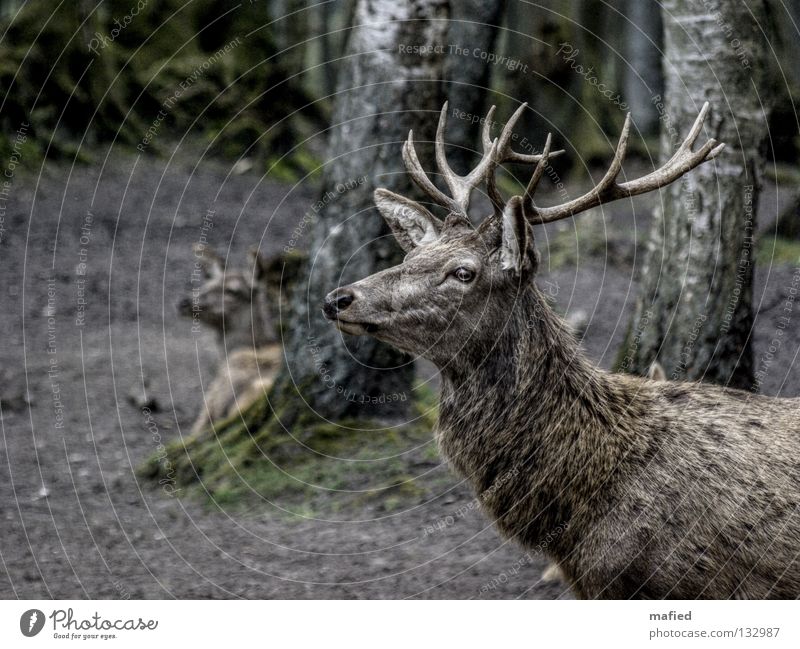 Rothirsch Hirsche Wildpark Horn Wald grau braun Silhouette Frieden Vorgesetzter Rudel Wachsamkeit beeindruckend Säugetier Profil zutraulich Blick Wildtier sanft