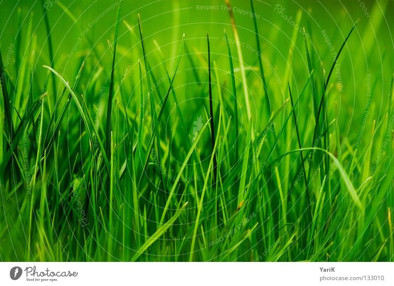 grasgrün Wiese Gras Halm dunkelgrün giftgrün Hoffnung Frühling Sommer Fröhlichkeit saftig Kraft Pflanze Makroaufnahme Ferne Rasen Glück Freude happy gut
