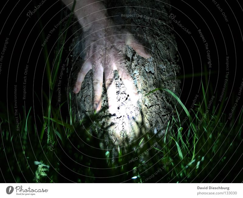 Baum des Lebens Hand Licht Gras Wiese Baumrinde Nacht Langzeitbelichtung Lampe Finger durchsichtig Freundschaft dunkel schwarz grün gruselig Horrorfilm tree