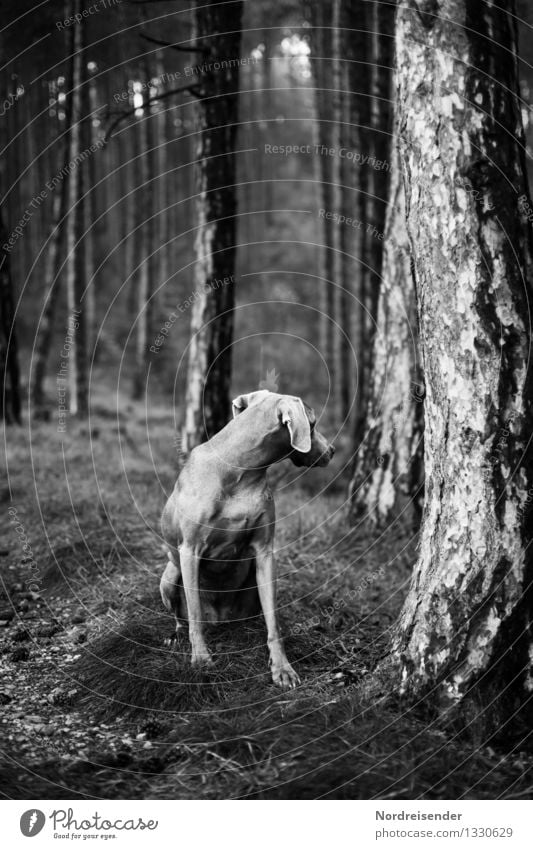 Rückblick..... Natur Landschaft Pflanze Tier Baum Wald Wege & Pfade Haustier Hund 1 warten ästhetisch sportlich dunkel schwarz weiß Kraft achtsam Wachsamkeit