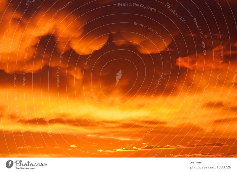 Himmelsfeuer - Wolken am orangefarbenen Himmel Gewitterwolken Sonnenaufgang Sonnenuntergang Klima Wetter Regen Farbfoto Außenaufnahme Dämmerung Feuer Natur