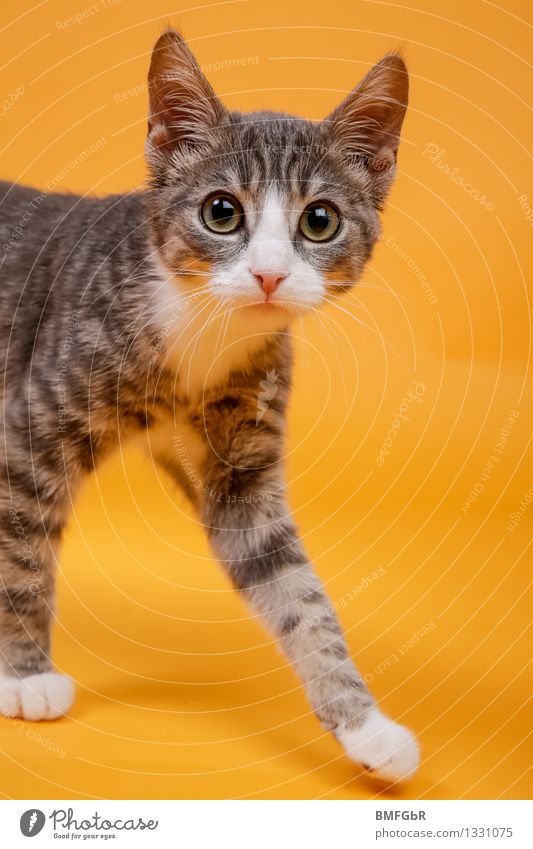 Mit großen Augen Tierheim Veterinär Haustier Katze 1 Tierjunges schön lustig niedlich retro orange Gefühle Glück Tierliebe Reinheit Neugier Überraschung
