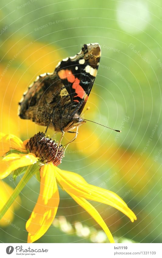 Admiral Pflanze Tier Sonnenlicht Sommer Herbst Blume Blüte Garten Wildtier Schmetterling 1 Fressen außergewöhnlich fantastisch schön braun mehrfarbig gelb grau