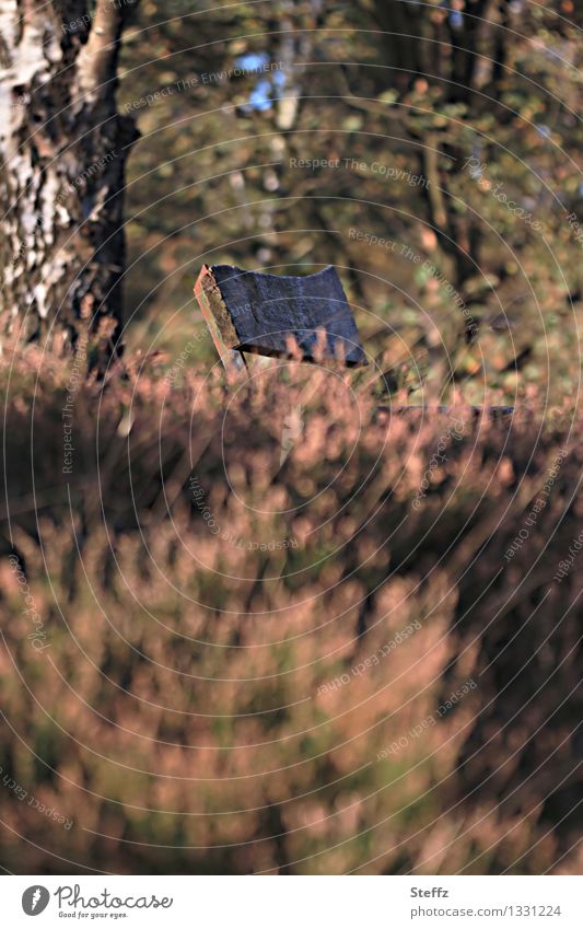 Pause in der Heide im Oktoberlicht Calluna Birke Sitzbank Holzbank erholen ausruhen Erholung Pause machen verblühte Heide mysteriöse Heide Einsamkeit altmodisch