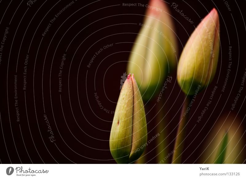 tulpig Tulpe Blume Sommer Frühling Fröhlichkeit gelb grün weiß Kraft Lebensfreude Wachsamkeit Blüte sprießen Wachstum Makroaufnahme Physik weich Pflanze Stil