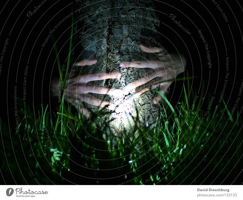 Bernd der Baum Hand Licht Gras Wiese Leben Baumrinde Nacht Langzeitbelichtung Lampe Finger durchsichtig Freundschaft dunkel schwarz grün gruselig Horrorfilm