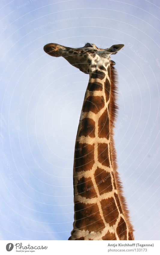 HALLOOOOOO ..... Wer da????? Zoo Dortmund Tier lang groß braun schön süß Freizeit & Hobby Afrika scheckig beige Außenaufnahme Säugetier Giraffe wild life Himmel