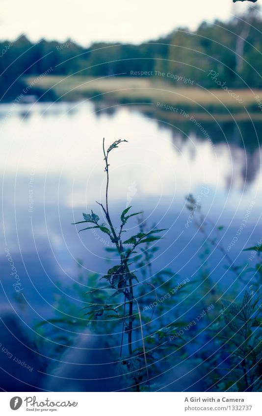 Abends am See Umwelt Natur Landschaft Pflanze Herbst Seeufer Langeweile Rhön ruhig blau Gleichgewicht friedlich Gedeckte Farben Außenaufnahme Menschenleer