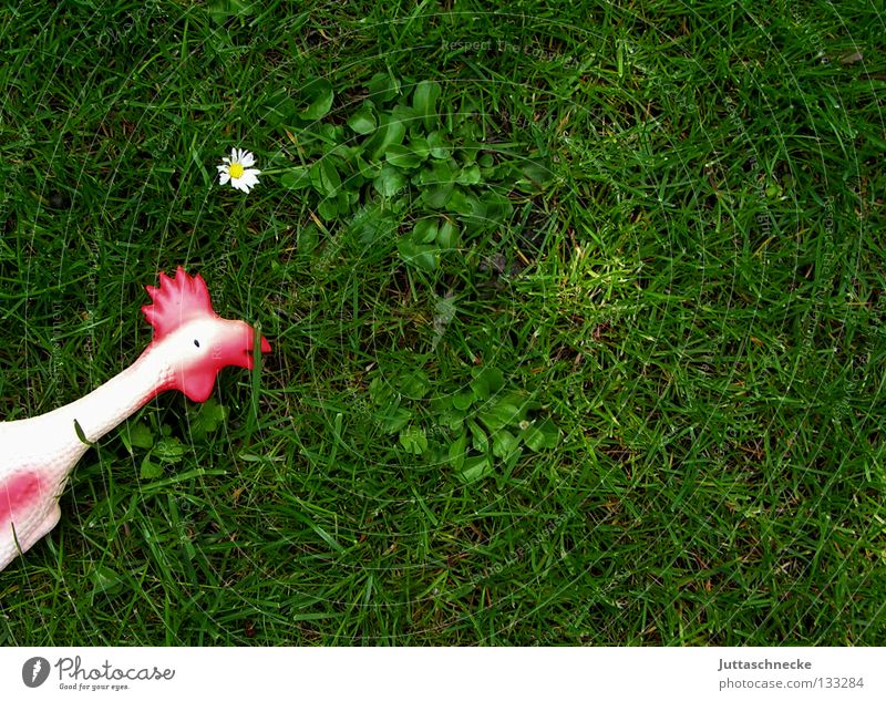 Erster Streich Haushuhn Hahn Wiese Gras Blume Gänseblümchen Spielzeug Hundespielzeug Quietschen Gummihuhn grün rot weiß Unsinn Federvieh Krähe Vergänglichkeit