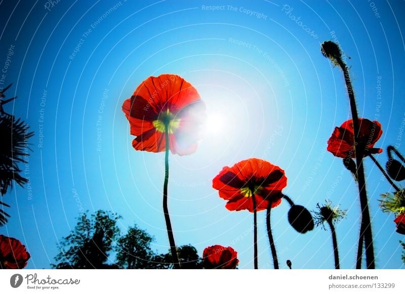 der Sommer kommt !! Mohn Klatschmohn rot Licht Sonnenstrahlen Frühling Blume Blüte hell-blau zyan Silhouette Gegenlicht Himmelskörper & Weltall Perspektive