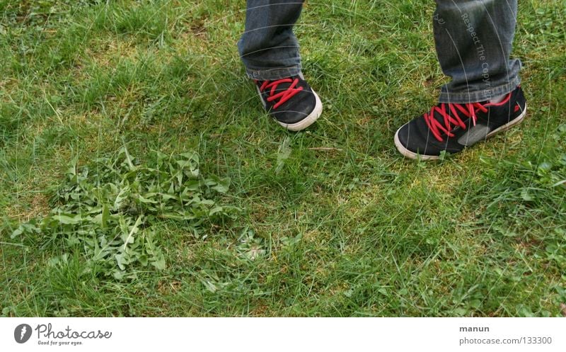 cordon rouge Gras grün Wiese Schuhe Schuhbänder lässig schick schwarz weiß rot Mensch Jugendliche Garten Löwenzahn Beine Skateschoe Skatershoe Coolness