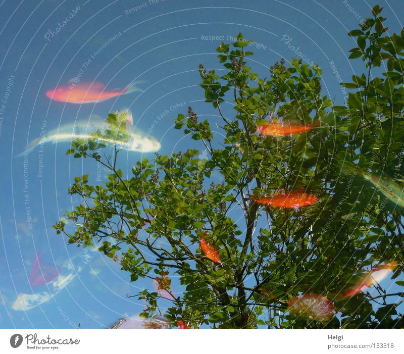Fische in einem Gartenteich mit Spiegelung von Bäumen und Himmel Koi Goldfisch klein groß weiß schwarz scheckig gelb rot Teich mehrere Baum lang dünn braun