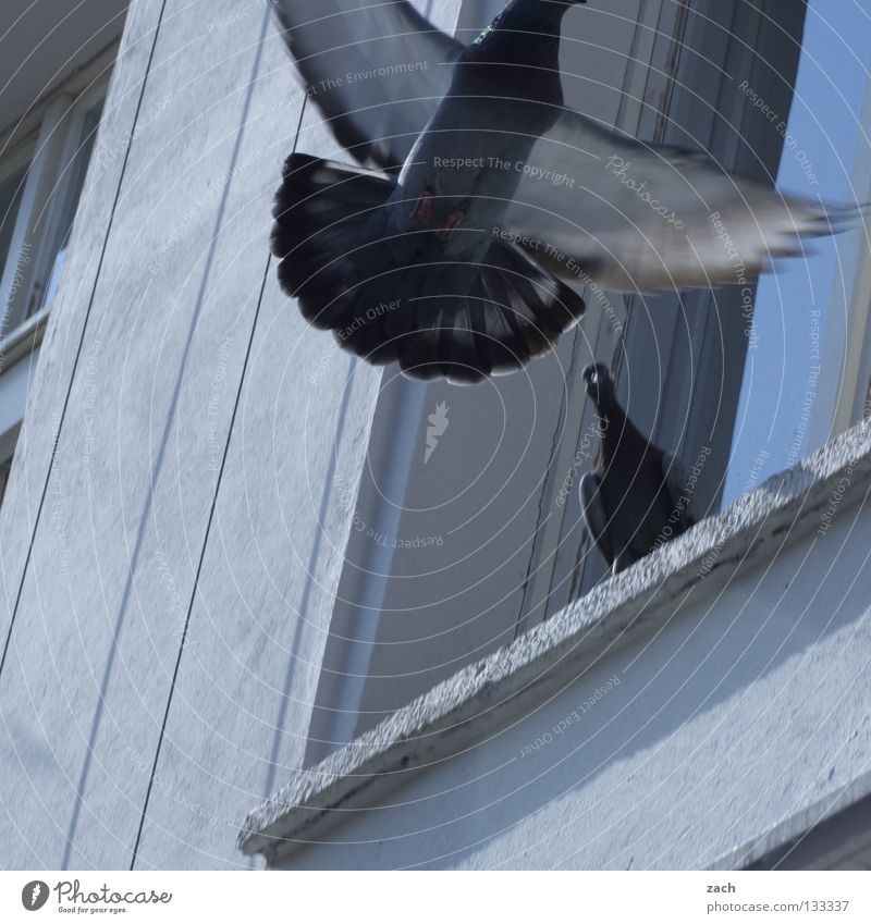 Balzen für den Frieden Friedenstaube Vogel Tier Taube Schnabel Daunen grau weiß Vogelgrippe Fassade Mauer Fenster Brunft Vogeljagd mausern flattern Federvieh