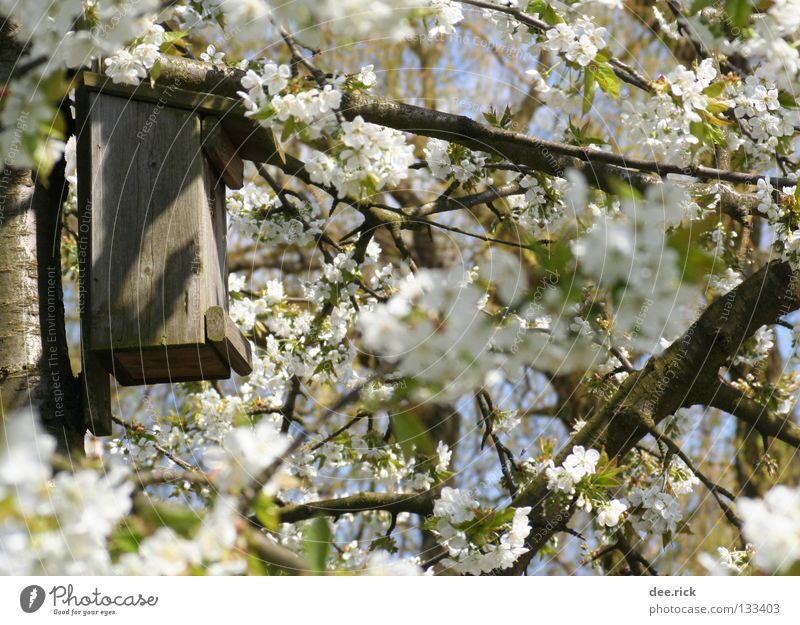 Zimmer frei! Futterhäuschen Nistkasten Baum Raum Blüte Kirsche Frühling Mai April Kirschbaum dreisinn Kirschblüten