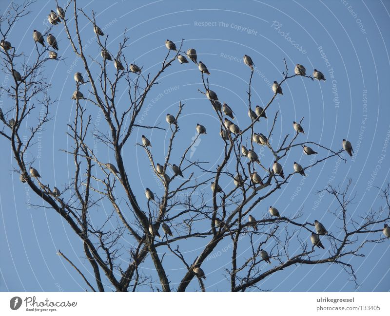 Treffen in der Wintersonne Baum Vogel mehrere Baumkrone kalt Außenaufnahme Himmel Klarheit viele Ast blau Natur