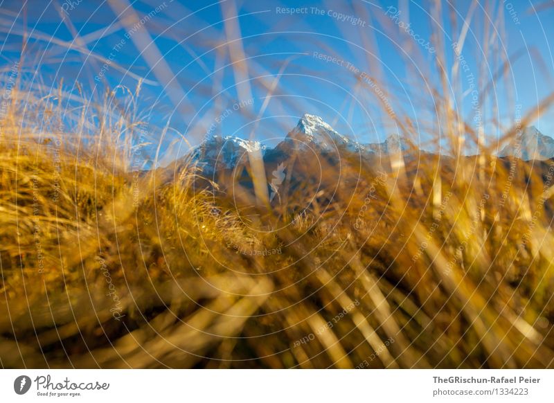 Goldiges Gras Umwelt Natur Landschaft blau braun gelb gold schwarz weiß niedlich Berge u. Gebirge Gipfel Wiese glänzend Beleuchtung Halm Nepal Aussicht Farbfoto