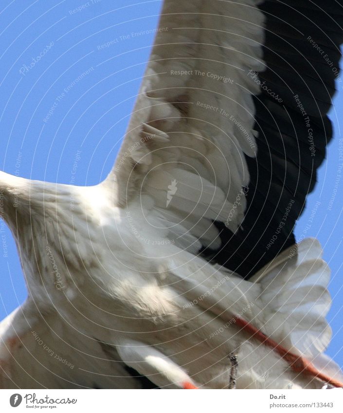 Überflieger Storch Weißstorch Blauer Himmel Federvieh Vogel Geburt Afrika Hausstorch Schreitvogel Adebar Storchenbein abgeschnittener langer Hals