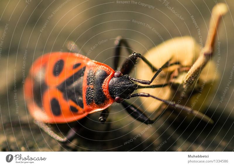 The firebug Natur Pflanze Tier Käfer gefräßig FIREBUG Feuerkäfer insect Insekt Fühler Farbfoto Tag