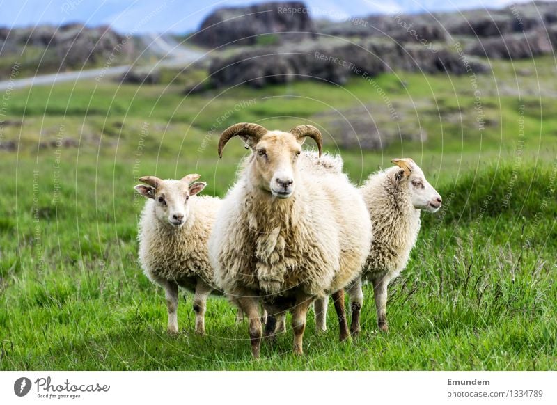 Schafe Umwelt Landschaft Wiese Hügel Felsen Island Tier Nutztier 3 Tierjunges Tierfamilie kuschlig Landleben Wolle Farbfoto Außenaufnahme Tag
