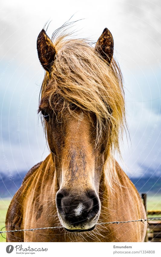 Islandpferd Tier Pferd Island Ponys 1 schön Farbfoto Außenaufnahme Nahaufnahme Menschenleer Tag Tierporträt Blick Blick in die Kamera