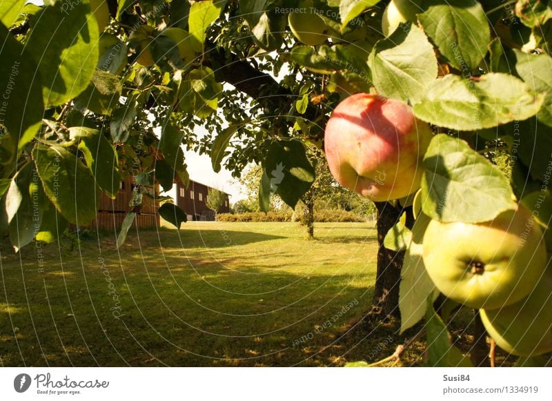 Apfelbaum im Garten Pflanze Herbst Baum Gras Nutzpflanze Rasen Scheune Lagerhalle Gartenhaus Gesundheit nachhaltig natürlich saftig süß grün rot Sicherheit